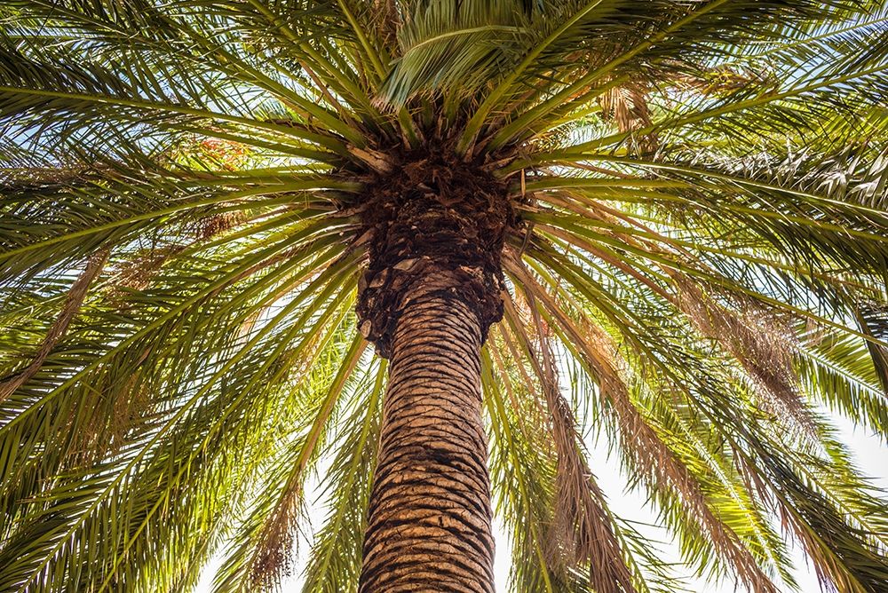 Canary Islands-Tenerife Island-Masca-palm tree